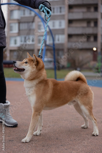 Shiba Inu Male Dog on the street
