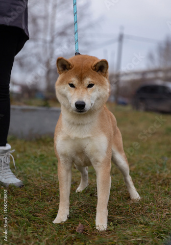 Shiba Inu Male Dog on the street