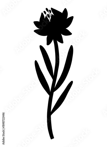 Closed wildflower bud with anthers, silhouette in black color. Blooming wild plant coreopsis, meadow flower shape. Botanical elements for design projects. Detailed floral vector illustration