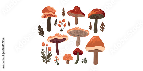 wild forest mushrooms collection botanical illustration