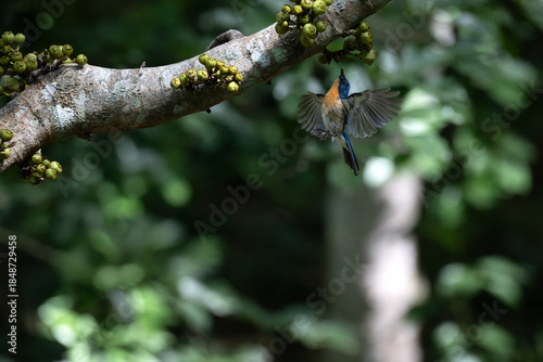 Vibrant Male Tickell's blue flycatcher in mid flight  in a lush green tropical forest over a tree branch with fruits. The background is well blurred with bokeh and tree branches.