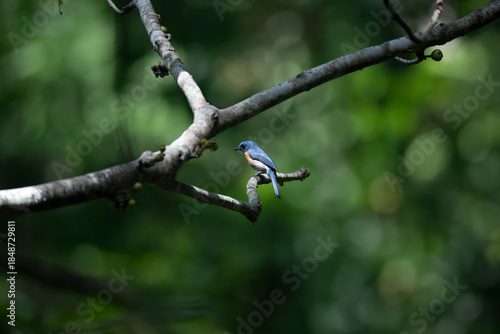 Vibrant Male Tickell's blue flycatcher perch in a lush green tropical forest. The background is well blurred with bokeh and tree branches.