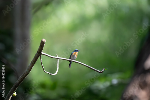 Vibrant Male Tickell's blue flycatcher perch in a lush green tropical forest. The background is well blurred with bokeh and tree branches.