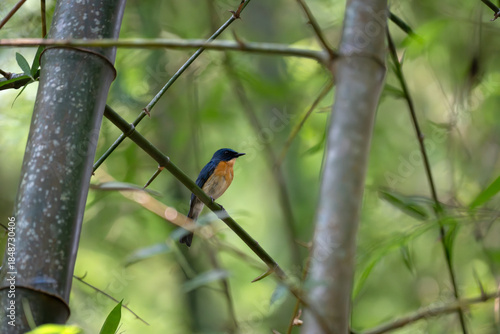Vibrant Male Tickell's blue flycatcher perch in a lush green tropical forest. The background is well blurred with bokeh and tree branches.