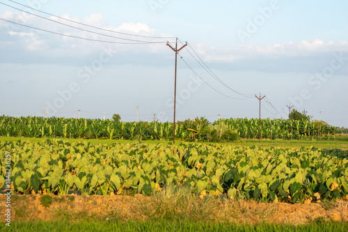 Green fields and banana trees under clear sky with power lines in rural Tirunelveli.