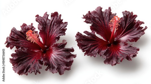 Pair of Velvet Textured Dark Red Hibiscus Flowers with Frilled Petals and Orange Stamens on a Clean White Background under Bright Studio Lighting