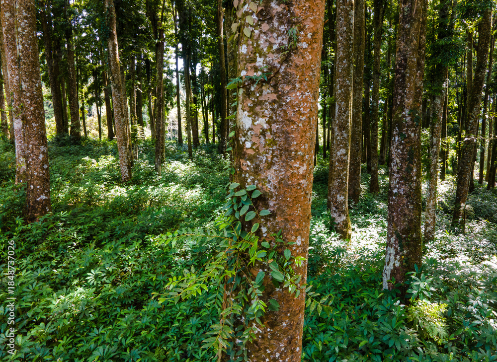 Fototapeta premium Top Down Aerial View of Laurels Plants and Pine Trees in Forest
