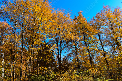 autumn trees in the forest