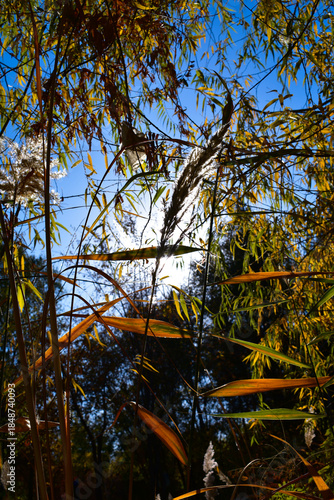 autumn trees in the park