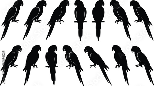 Black vector silhouette collection of exotic tropical parrots and macaws in various perching poses isolated on white background for nature design.