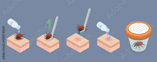 animal, banner, bite, bug, cartoon, correctly, danger, dangerous, disease, ectoparasite, encephalitic, encephalitis, entomology, extract, flat, health, healthcare, human, illustration, infection, info