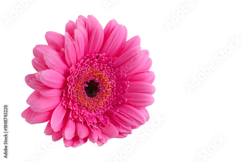 Closeup of a vibrant pink gerbera daisy isolated on transparent background
