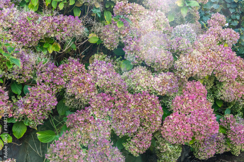 Sendero en La Corujera, Tenerife.	