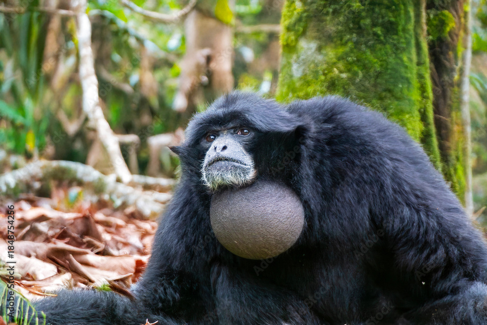 Fototapeta premium Singe Siamang - Symphalangus syndactylus - en gros plan