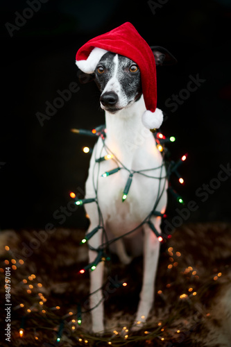 Weihnachtliches Portrait eines Windhundes