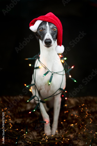 Weihnachtliches Portrait eines Windhundes