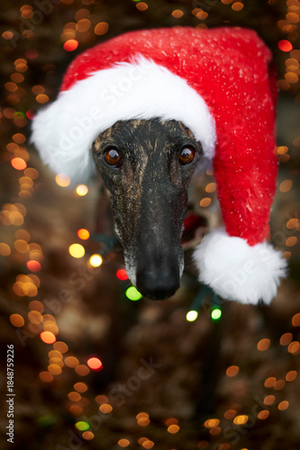 Weihnachtliches Portrait eines Windhundes