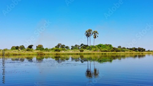 Static view across a calm Okavango Delta lagoon shows rippling blue water mirroring tall palm trees and lush riverine forest on a low island under a clear midday sky in northern Botswana