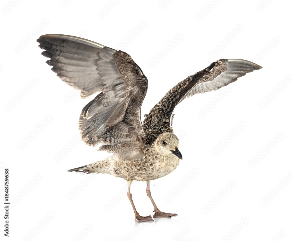 Obraz premium European herring gull