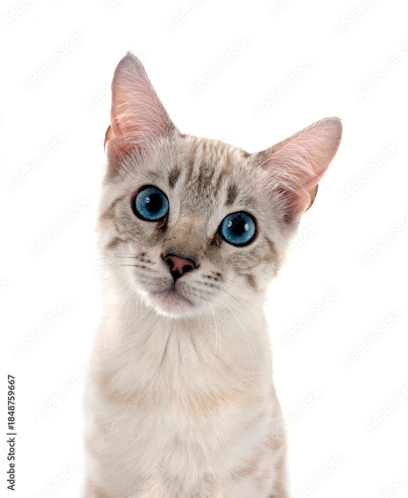 Obraz premium bengal kitten in studio