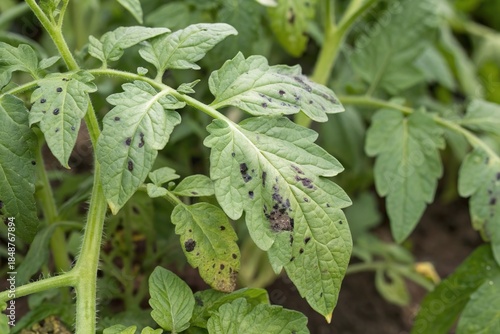 sick tomato leaves with black disease spot