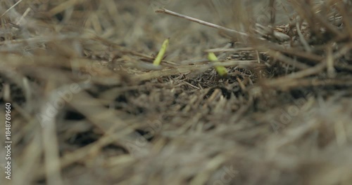 Fourmis au travail en gros plan