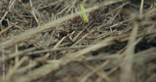 Fourmis au travail en gros plan