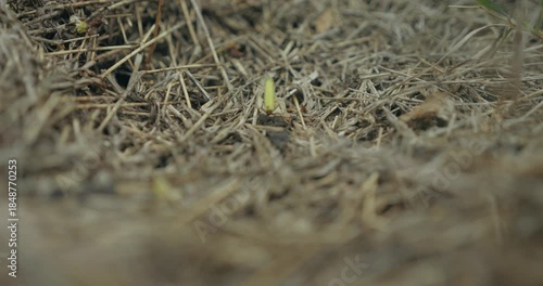 Fourmis au travail en gros plan