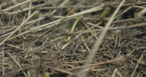 Fourmis au travail en gros plan