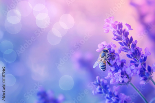 Honey Bee Pollinating Lavender Flowers With Soft Pastel Bokeh Background