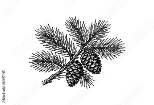 An antique ink drawing depicts a pine branch with two detailed cones and lush needles on a clean white background, evoking a vintage botanical illustration feel.