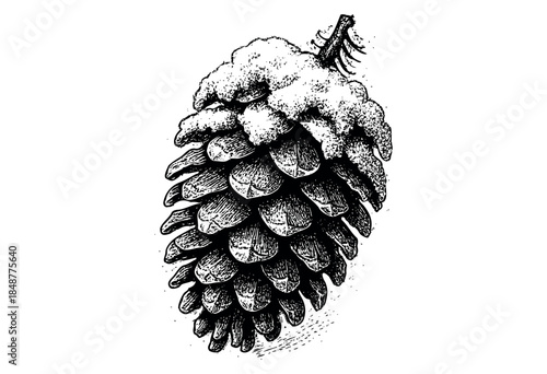 A detailed black and white illustration of a pine cone covered in snow, with a branch attached, evoking a vintage winter feel.