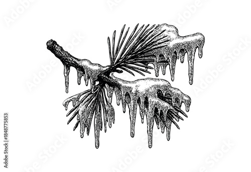A detailed ink illustration depicts a pine branch heavily coated in ice and dripping icicles, rendered in striking black and white with a clean white background.