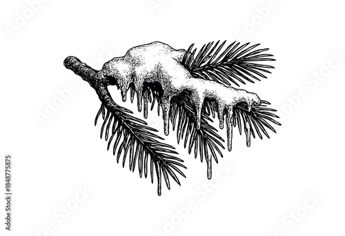 A stark black and white ink illustration depicts a pine branch covered in melting icicles, evoking a cold winter scene with a touch of natural beauty and a vintage artistic style.