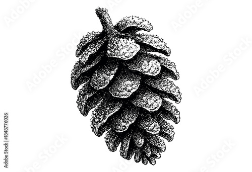 A detailed black and white ink drawing of a single pine cone isolated on a clean white background, perfect for botanical or autumnal themes.