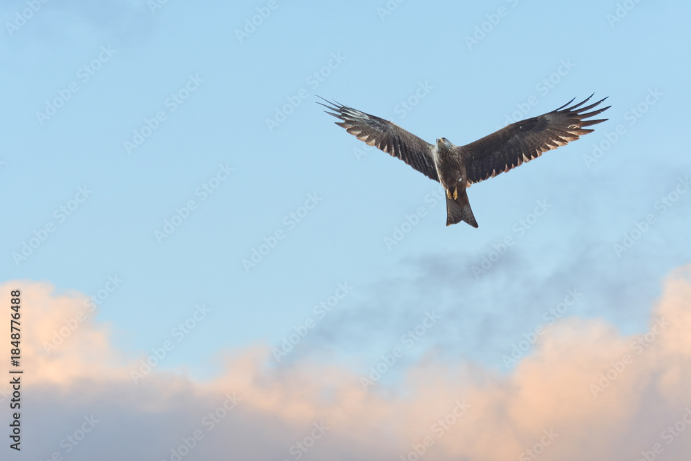 Obraz premium Red kite (Milvus milvus) is a species of large bird of prey with dark plumage, the animal soars with spread wings in the sky.