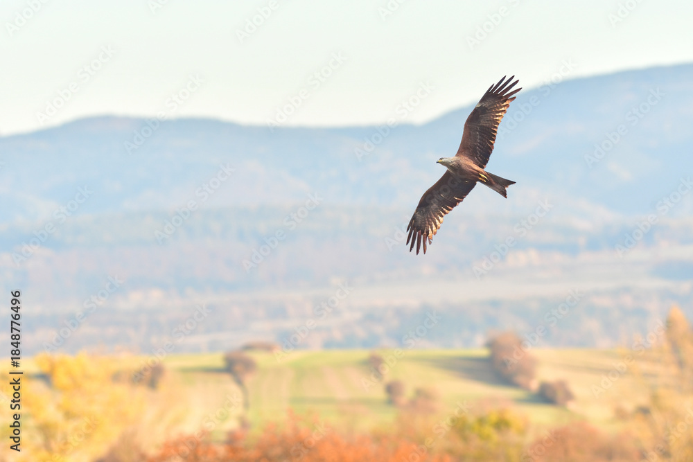 Fototapeta premium Red kite (Milvus milvus) is a species of large bird of prey with dark plumage, the animal soars with spread wings in the sky.