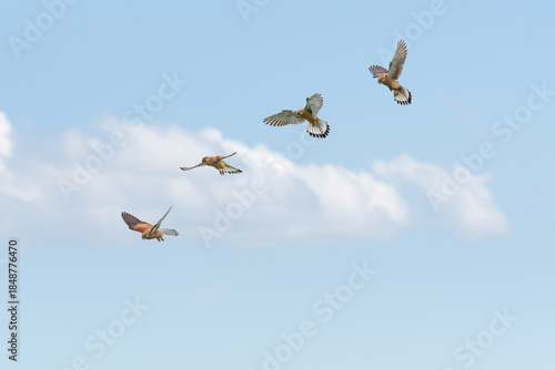 Bild auf Leinwand Common kestrel (Falco tinnunculus) a species of medium-sized bird of prey with a sharp beak, flight phases, the animal hangs motionless in the air, flapping its wings in the sky