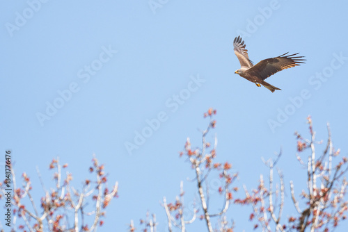 Red kite (Milvus milvus) is a species of large bird of prey with dark plumage, the animal soars with spread wings in the sky.