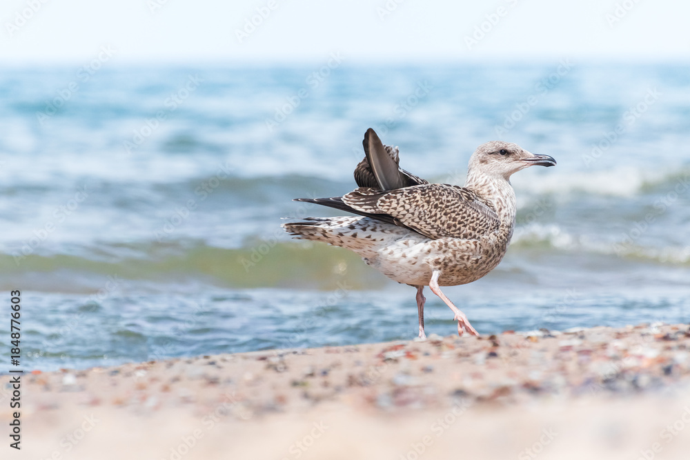 Obraz premium European herring gull (Larus argentatus) a species of large water bird with light plumage, a juvenile, the animal walks on a beach by the sea on a sunny day.