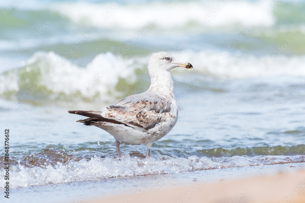 Obraz premium European herring gull (Larus argentatus) a species of large water bird with light plumage, a juvenile, the animal walks on a beach by the sea on a sunny day.