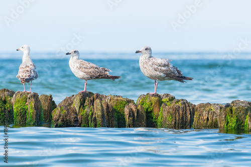 European herring gull (Larus argentatus) a species of large water bird with bright plumage and a sharp beak, the animals sit on a wooden breakwater at the seashore on a sunny day.