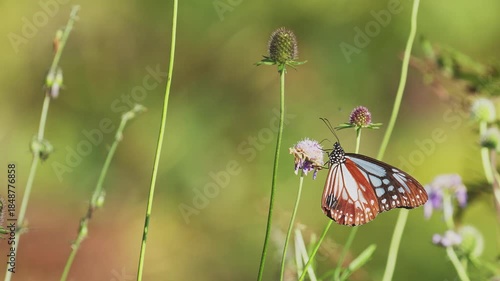 マツムシソウを吸蜜するアサギマダラ