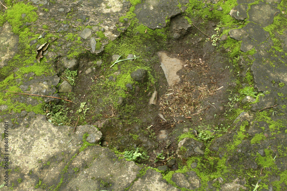 Obraz premium green moss on the stone