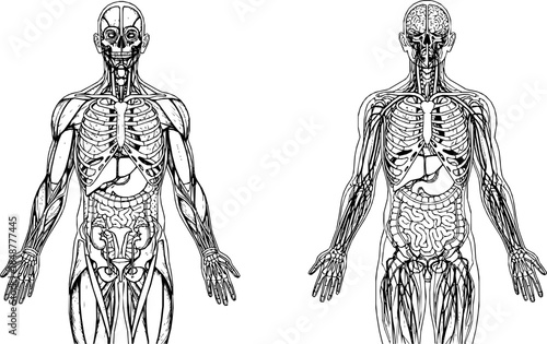 A highly detailed, scientifically accurate, and colorful illustration of the full human body with all internal organs and systems fully visible
