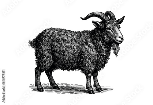 A detailed black and white vintage engraving of a mature black goat with curly horns and a shaggy coat, standing profile on a white background.