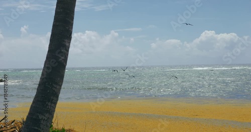 Algues Sargasses guadeloupe