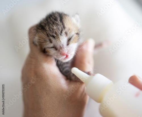 A kind woman is feeding his white-brown baby kitten with a bottle of milk.
