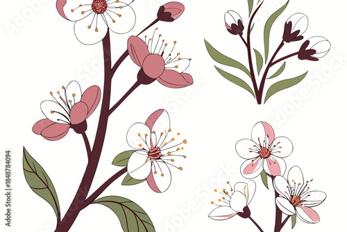 Pink and white cherry blossoms with green leaves on brown stems