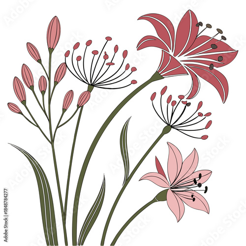 Pink and red lilies with buds and green stems on white background